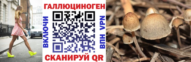Купить  Куса  Псилоцибиновые грибы Psilocybe 